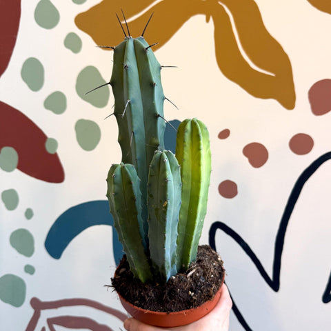 Myrtillocactus geometrizans – Blue Myrtle Cactus - Sprouts of Bristol