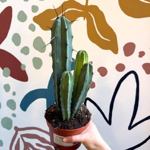 Myrtillocactus geometrizans – Blue Myrtle Cactus - Sprouts of Bristol