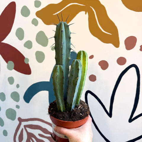 Myrtillocactus geometrizans – Blue Myrtle Cactus - Sprouts of Bristol