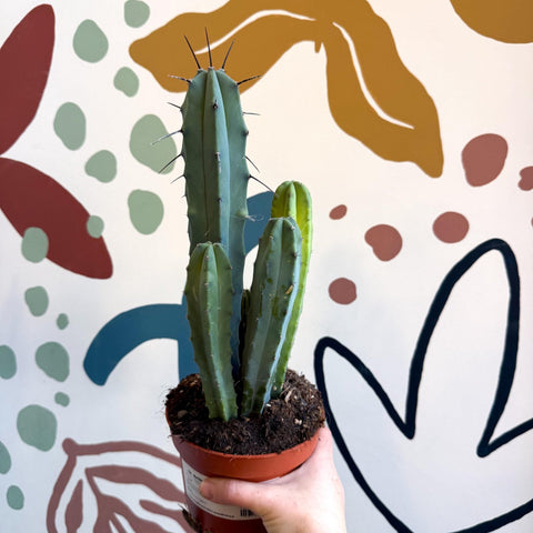 Myrtillocactus geometrizans – Blue Myrtle Cactus - Sprouts of Bristol