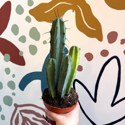Myrtillocactus geometrizans – Blue Myrtle Cactus - Sprouts of Bristol