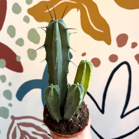Myrtillocactus geometrizans – Blue Myrtle Cactus - Sprouts of Bristol
