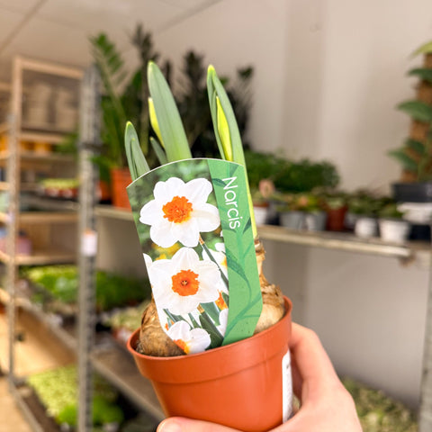 Narcissus 'Bernett Browning' - Potted Daffodils - Sprouts of Bristol