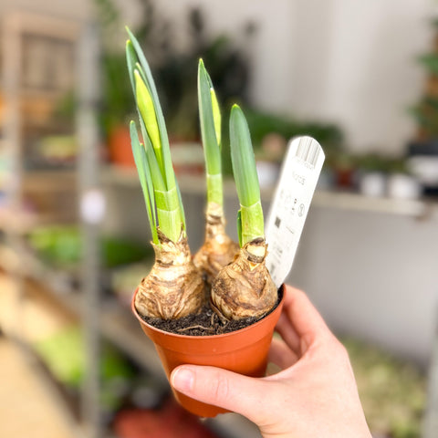 Narcissus 'Bernett Browning' - Potted Daffodils - Sprouts of Bristol