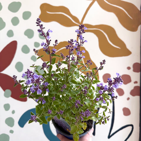 Nepeta × faassenii 'Kitten Around' - Cat Mint - British Grown Perennial - Sprouts of Bristol