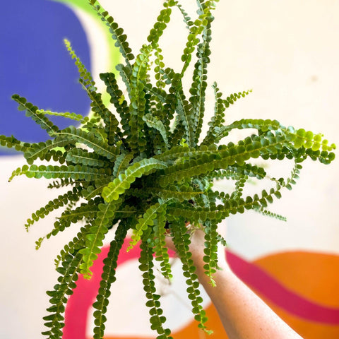 Nephrolepis cordifolia 'Duffii' - Lemon Button Fern - Sprouts of Bristol