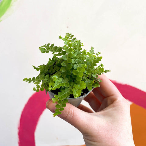 Nephrolepis cordifolia 'Duffii' - Lemon Button Fern - Sprouts of Bristol