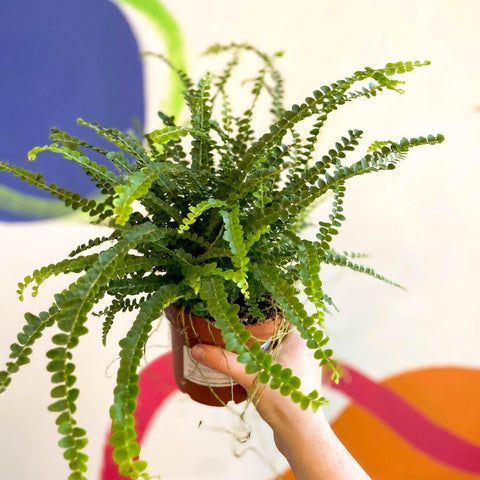 Nephrolepis cordifolia 'Duffii' - Lemon Button Fern - Sprouts of Bristol