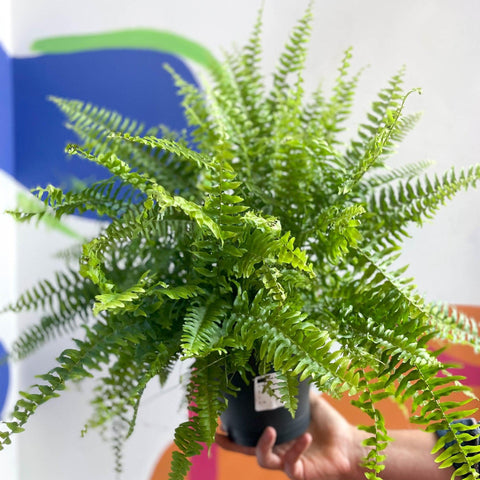 Nephrolepis exaltata 'Green Moment' - Boston Fern - Sprouts of Bristol