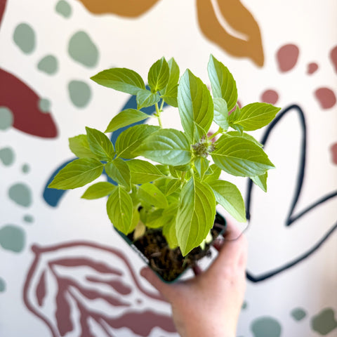 Ocimum basilicum 'Lemon' - Lemon Basil - Cotswolds Grown Culinary Herbs - Sprouts of Bristol