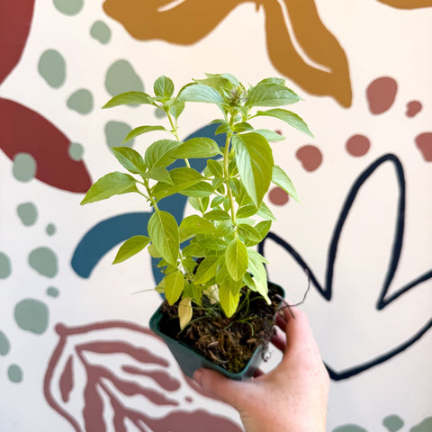 Ocimum basilicum 'Lemon' - Lemon Basil - Cotswolds Grown Culinary Herbs - Sprouts of Bristol