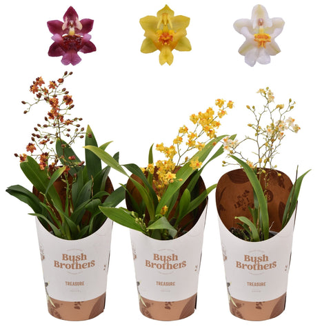 Oncidium flexuosum 'Twinkle’ - Tiny Butterfly Orchid (Random Colour/Buds Closed) - Sprouts of Bristol