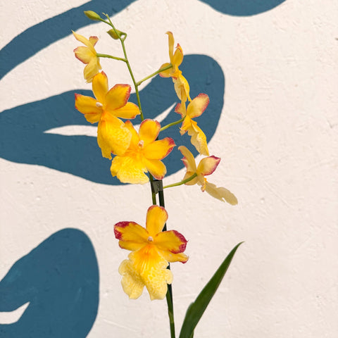 Oncidopsis × ‘Yellow Nelly Isler’ – Yellow Cambria Orchid - Sprouts of Bristol