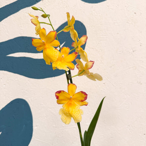 Oncidopsis × ‘Yellow Nelly Isler’ – Yellow Cambria Orchid - Sprouts of Bristol