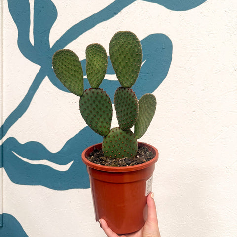 Opuntia macrocalyx - Polka-Dot Cactus - Sprouts of Bristol