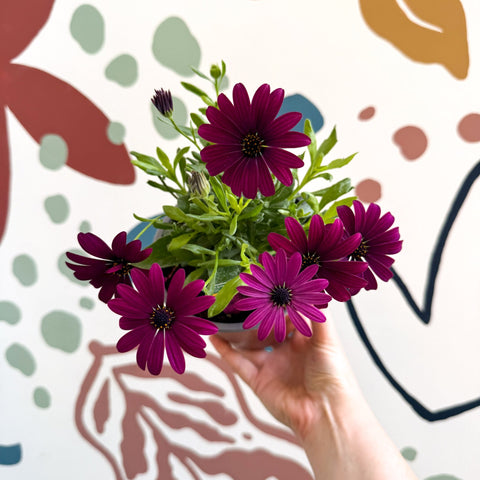 Osteospermum ‘Erato Purple’ - African Daisy - British Grown (Copy) - Sprouts of Bristol