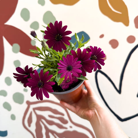 Osteospermum ‘Erato Purple’ - African Daisy - British Grown (Copy) - Sprouts of Bristol