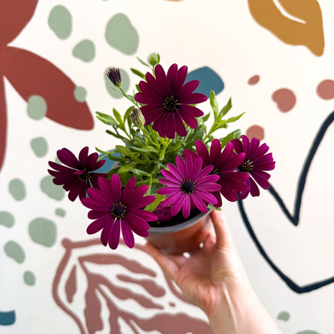 Osteospermum ‘Erato Purple’ - African Daisy - British Grown (Copy) - Sprouts of Bristol