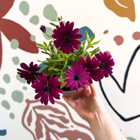 Osteospermum ‘Erato Purple’ - African Daisy - British Grown (Copy) - Sprouts of Bristol