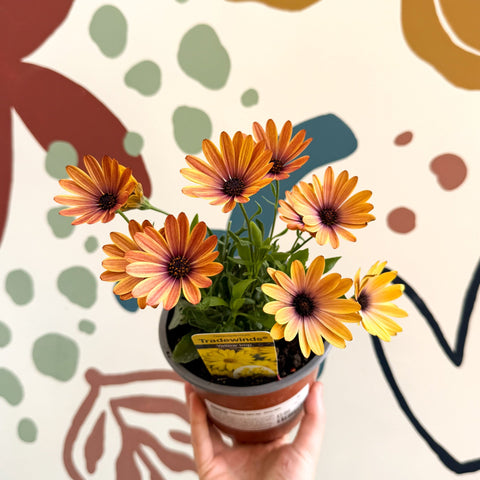 Osteospermum 'Tradewinds Yellow Imp' - African Daisy - British Grown - Sprouts of Bristol