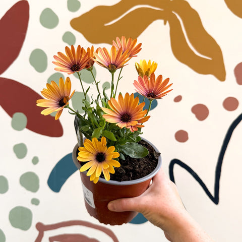 Osteospermum 'Tradewinds Yellow Imp' - African Daisy - British Grown - Sprouts of Bristol