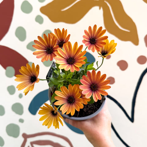 Osteospermum 'Tradewinds Yellow Imp' - African Daisy - British Grown - Sprouts of Bristol