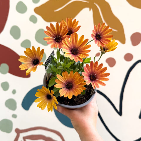 Osteospermum 'Tradewinds Yellow Imp' - African Daisy - British Grown - Sprouts of Bristol