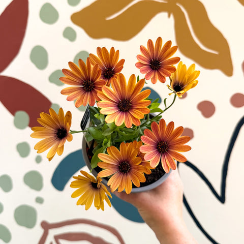 Osteospermum 'Tradewinds Yellow Imp' - African Daisy - British Grown - Sprouts of Bristol