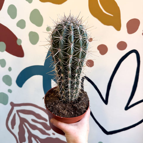 Pachycereus pringlei – Mexican Giant Cardón - Sprouts of Bristol