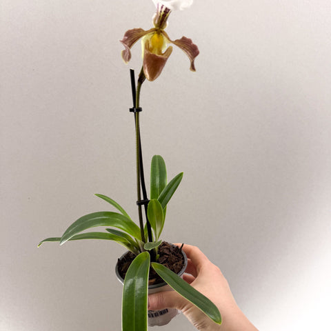 Paphiopedilum spp. – Mauve Slipper Orchid - Sprouts of Bristol