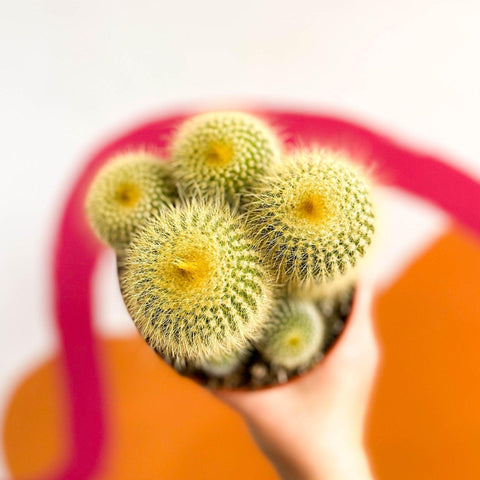 Parodia leninghausii - Golden Ball Cactus - Sprouts of Bristol