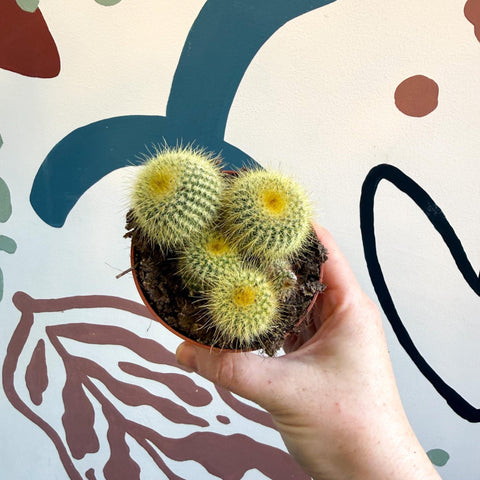Parodia leninghausii - Golden Ball Cactus - Sprouts of Bristol