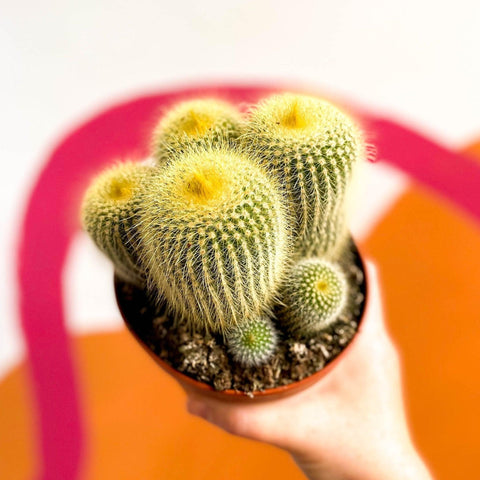 Parodia leninghausii - Golden Ball Cactus - Sprouts of Bristol