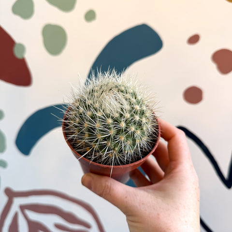 Parodia penicillata – Powder Puff Ball Cactus - Sprouts of Bristol