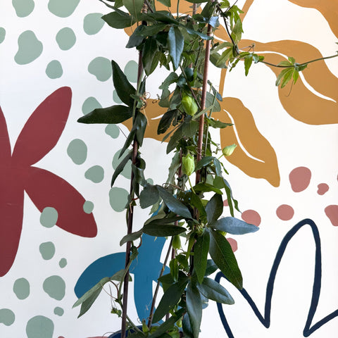 Passiflora caerulea - Passionflower (Mixed Colours) - Sprouts of Bristol