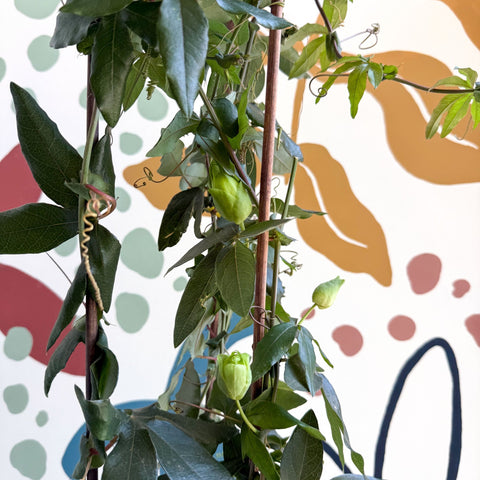Passiflora caerulea - Passionflower (Mixed Colours) - Sprouts of Bristol
