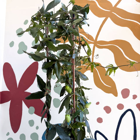 Passiflora caerulea - Passionflower (Mixed Colours) - Sprouts of Bristol