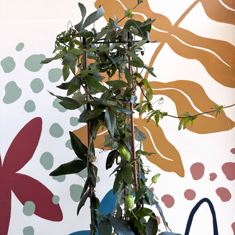 Passiflora caerulea - Passionflower (Mixed Colours) - Sprouts of Bristol