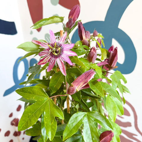 Passiflora × violacea ‘Victoria’ - Pink Passionflower - Sprouts of Bristol