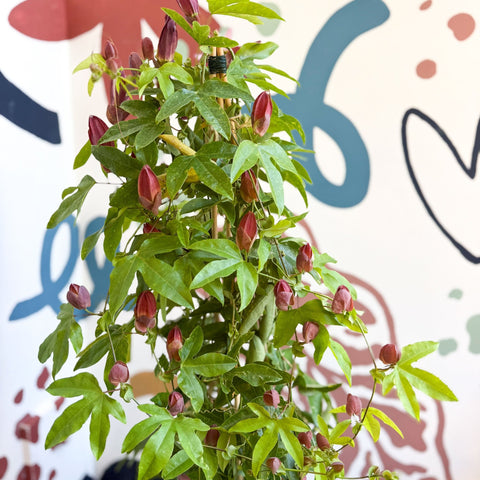 Passiflora × violacea ‘Victoria’ - Pink Passionflower - Sprouts of Bristol