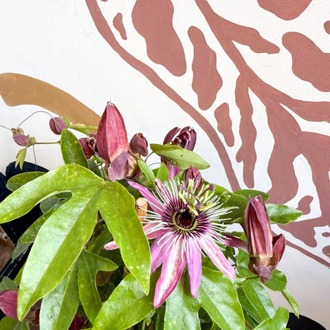 Passiflora × violacea ‘Victoria’ - Pink Passionflower - Sprouts of Bristol
