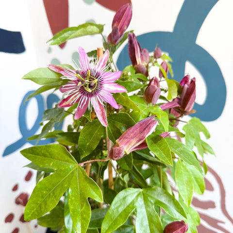 Passiflora × violacea ‘Victoria’ - Pink Passionflower - Sprouts of Bristol
