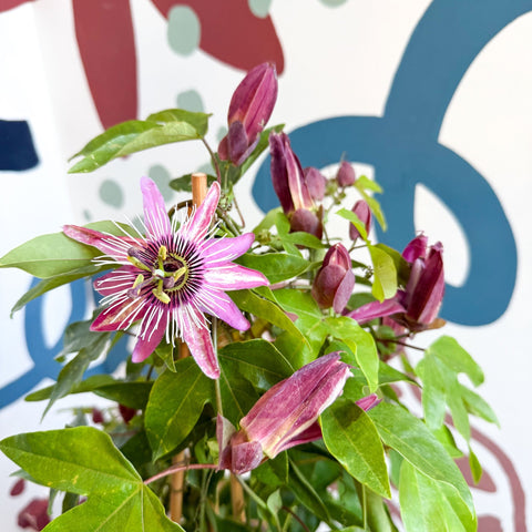Passiflora × violacea ‘Victoria’ - Pink Passionflower - Sprouts of Bristol