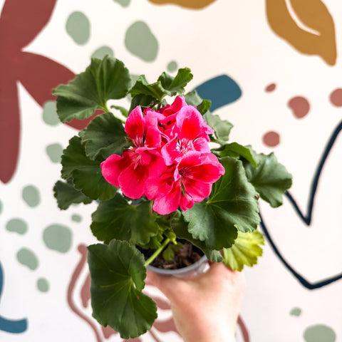 Pelargonium 'Castello Dm Claire Rose Red Eye' - Bedding Geranium - Sprouts of Bristol