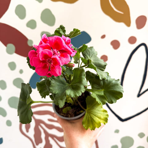 Pelargonium 'Castello Dm Claire Rose Red Eye' - Bedding Geranium - Sprouts of Bristol