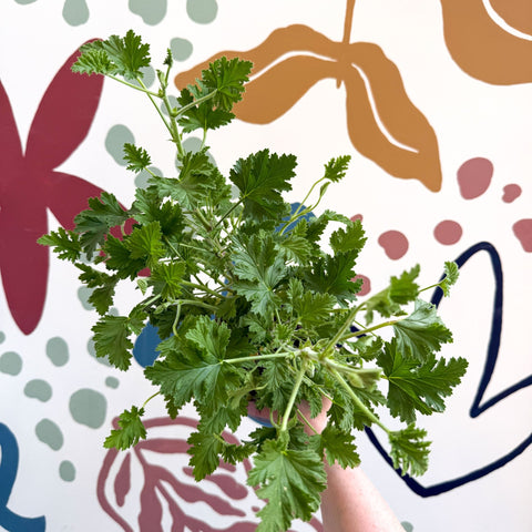 Pelargonium crispum – Lemon - Scented Geranium - Sprouts of Bristol