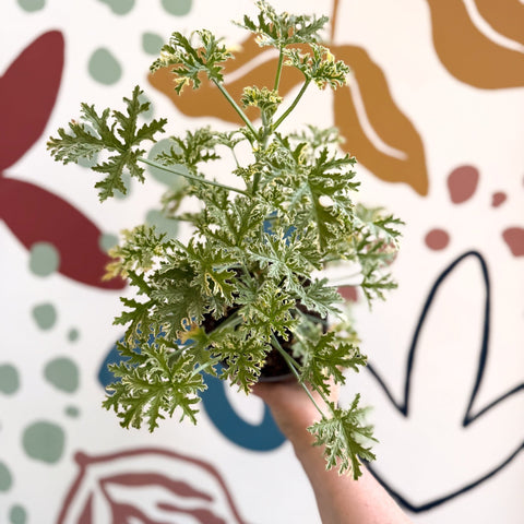 Pelargonium crispum ‘Variegatum’ – Mint Scented Geranium - Sprouts of Bristol