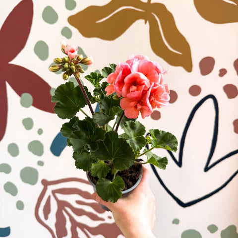 Pelargonium zonale 'Montevideo' - Bedding Geranium - Sprouts of Bristol