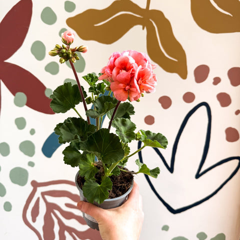 Pelargonium zonale 'Montevideo' - Bedding Geranium - Sprouts of Bristol