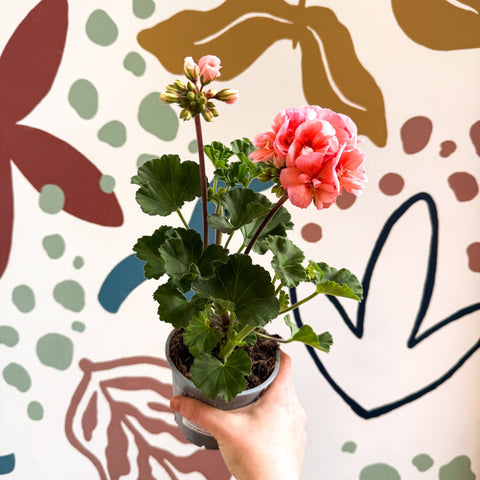 Pelargonium zonale 'Montevideo' - Bedding Geranium - Sprouts of Bristol